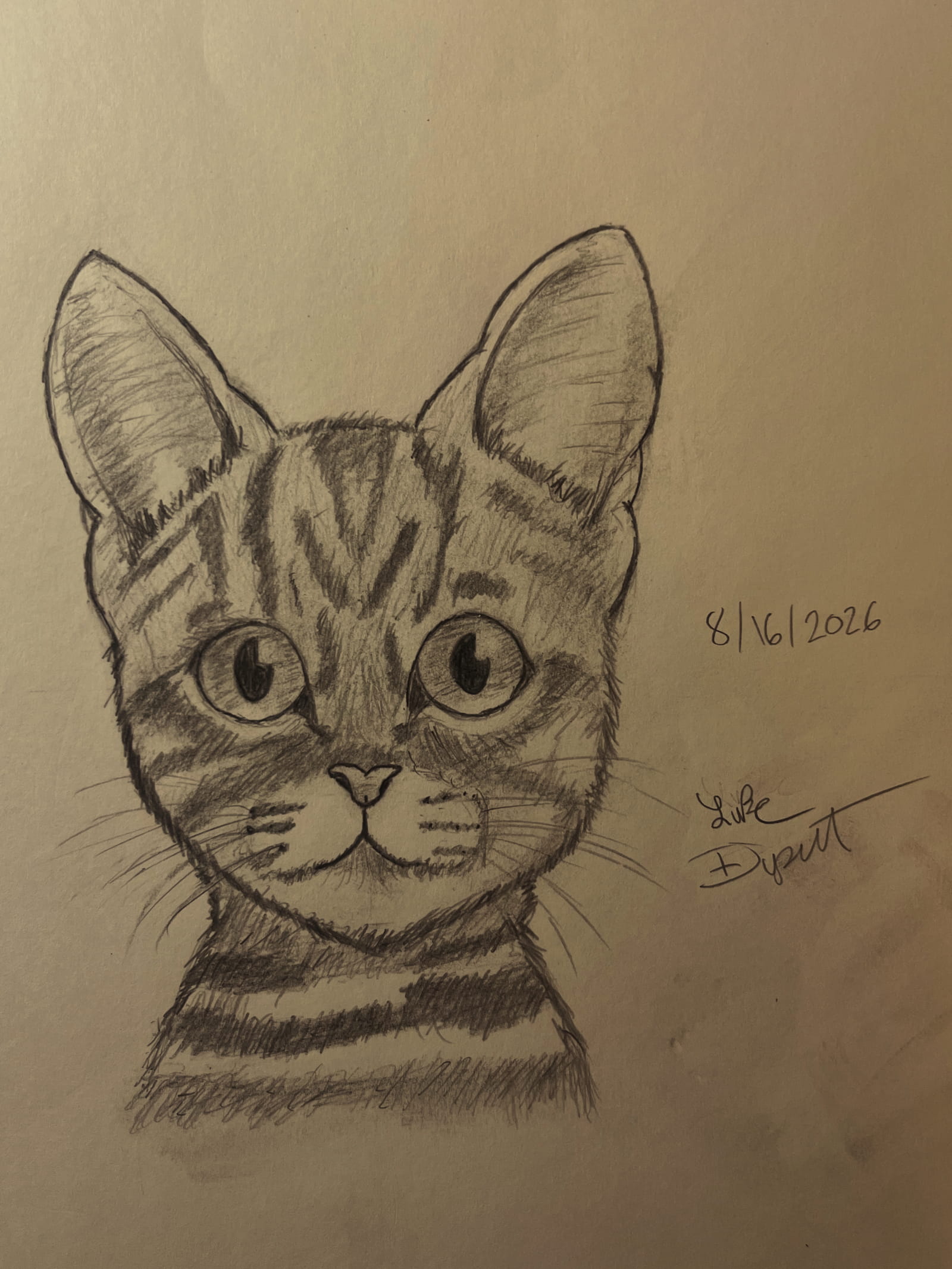 Freehand pencil drawing of a cat