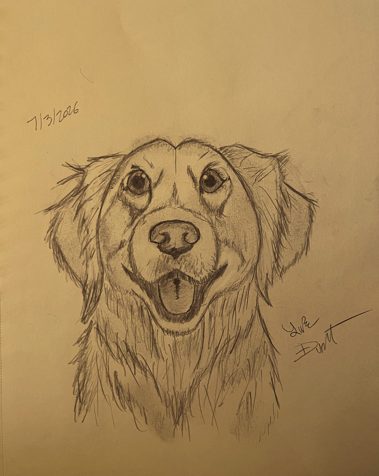 Pencil drawing of a golden retriever